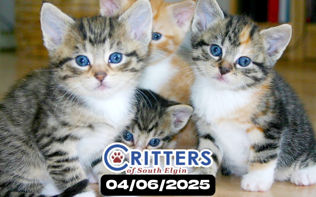 Cat Adoption Sunday at Critters 🐱