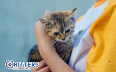 Adopting a Cat This Spring? Here’s What You Need to Know
