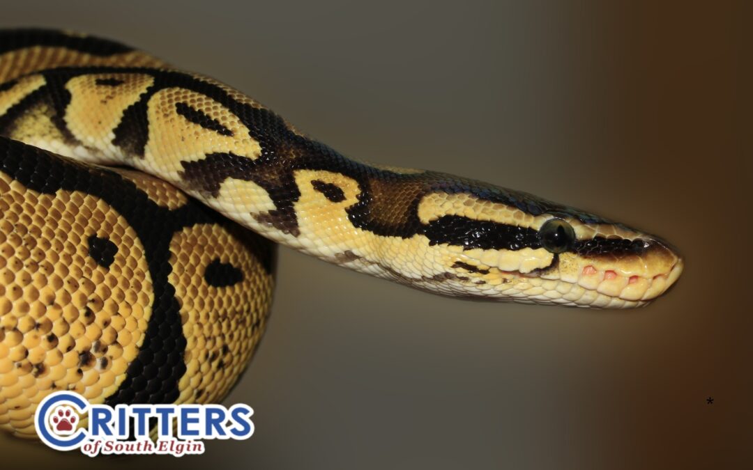 Snakes: Why Ball Pythons Make Great Starter Pets