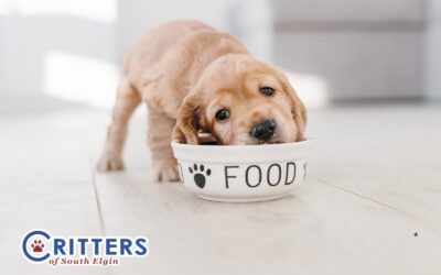 What to Feed Your Dog: Advantages of Raw vs. Dry Food