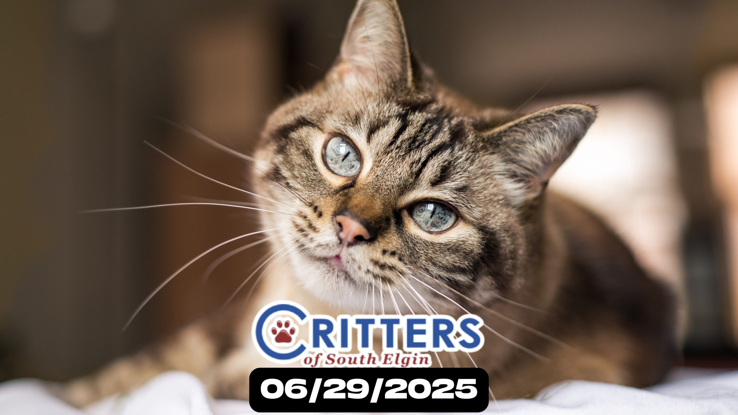 🐾 End June with a New Cat Companion!