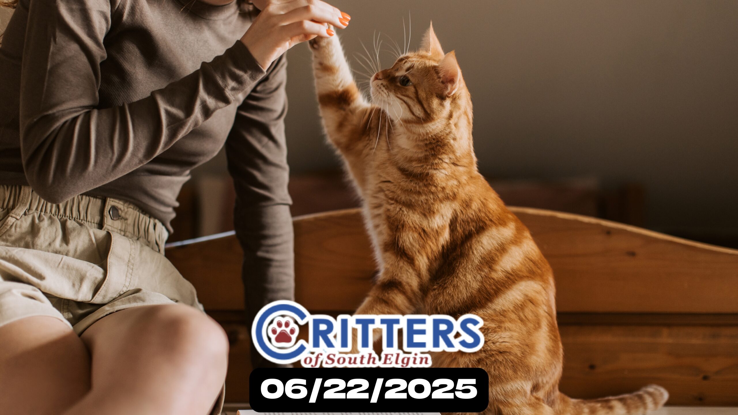🐾 Find Your Feline Friend at Cat Adoption Sunday!