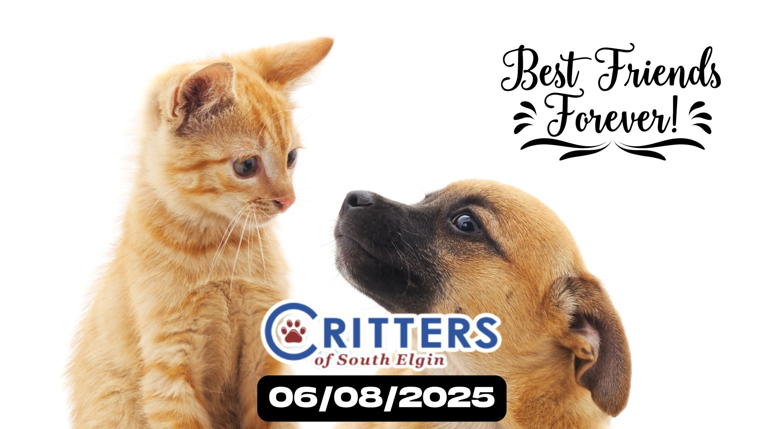 June 8_ Best Friends Day & Cat Adoption Sunday _ 11 AM – 1 PM
