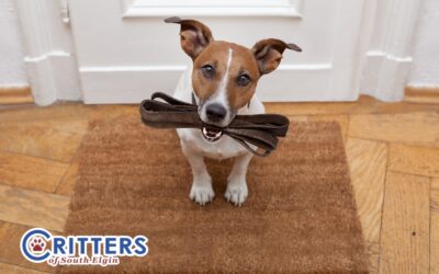 Warm Weather Is Right Around the Corner: Health Benefits of Walking Your Dog