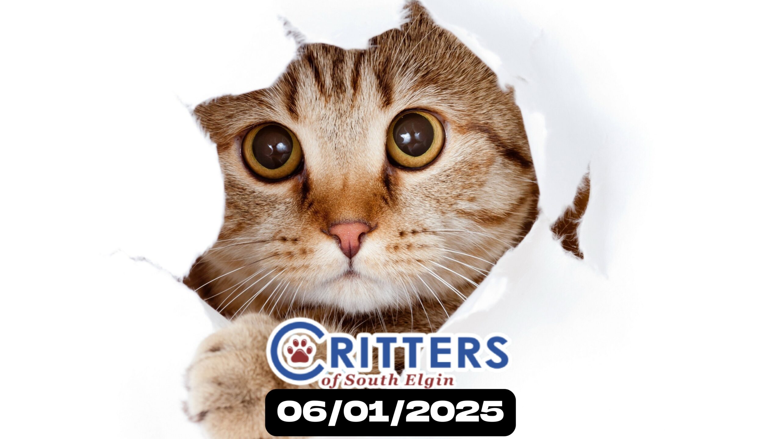 📅 June 1_ Cat Adoption Sunday _ 11 AM – 1 PM