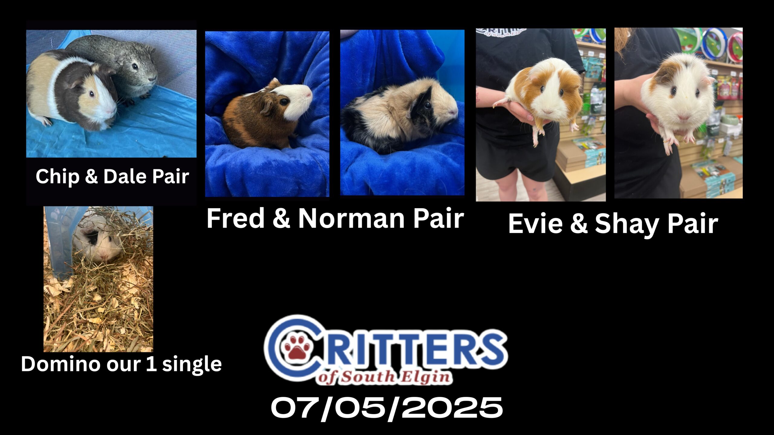 Guinea Pig Adoption