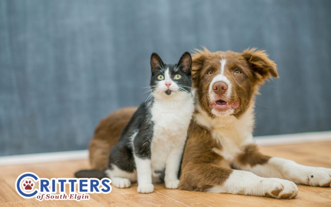 How to Introduce a Cat and a Dog