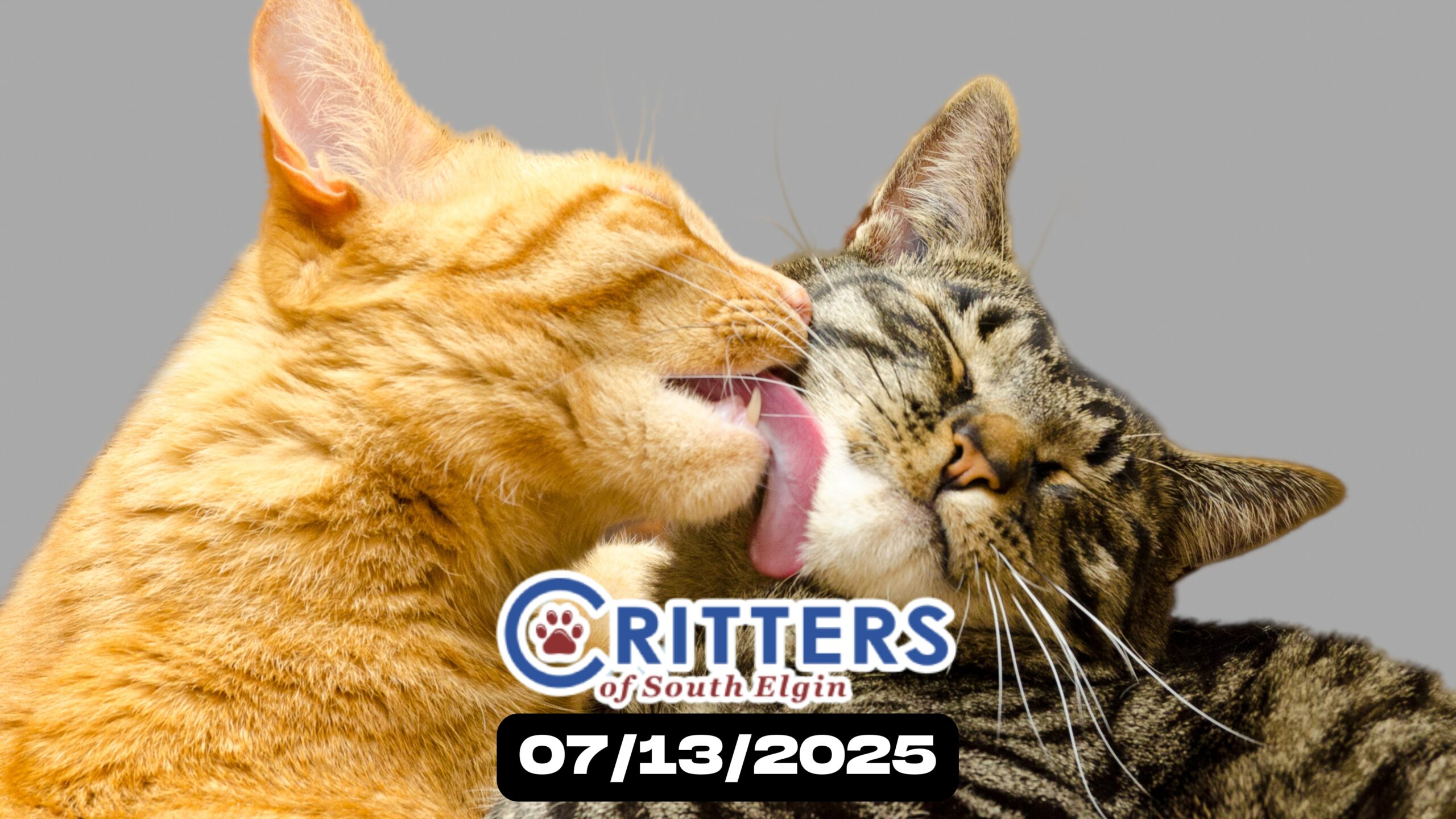 Sunday, July 13 – “Kitten Days of Summer”