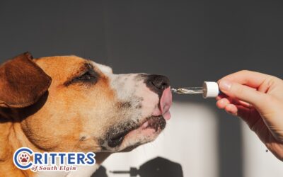 What Kind of Supplements Can You Give Your Dog Leading Up to the 4th of July?