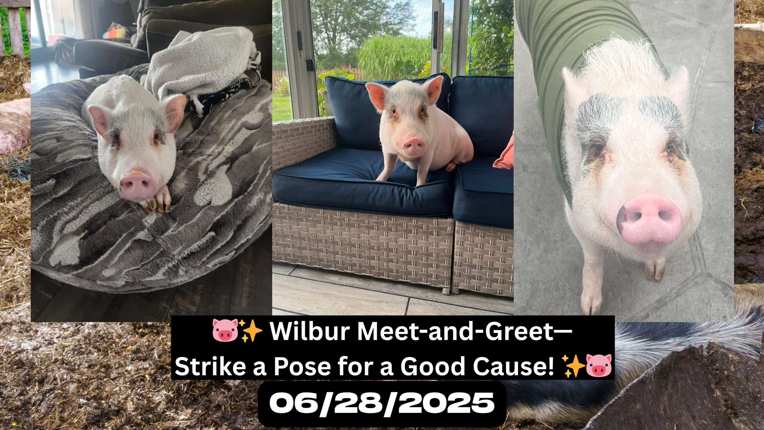 🐷✨ Wilbur Meet-and-Greet—Strike a Pose for a Good Cause! ✨🐷