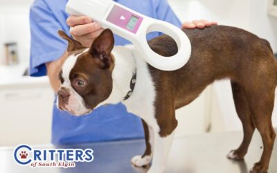 A Tiny Chip, a Huge Lifeline: Why You Should Microchip Your Pet