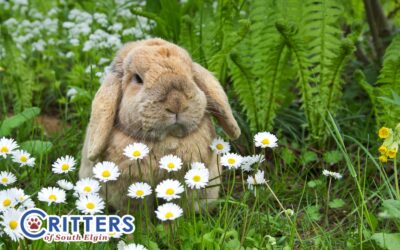 What to Do If You Find Baby Bunnies in Your Yard
