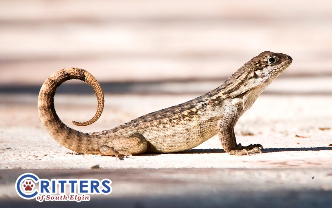 What to Feed Your Gecko: A Quick Guide for Happy, Healthy Lizards