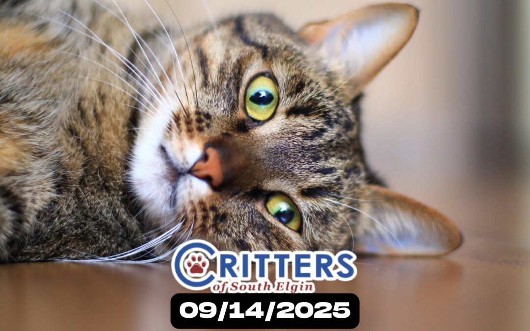 Remember & Renew: Pet Memorial Day Adoption