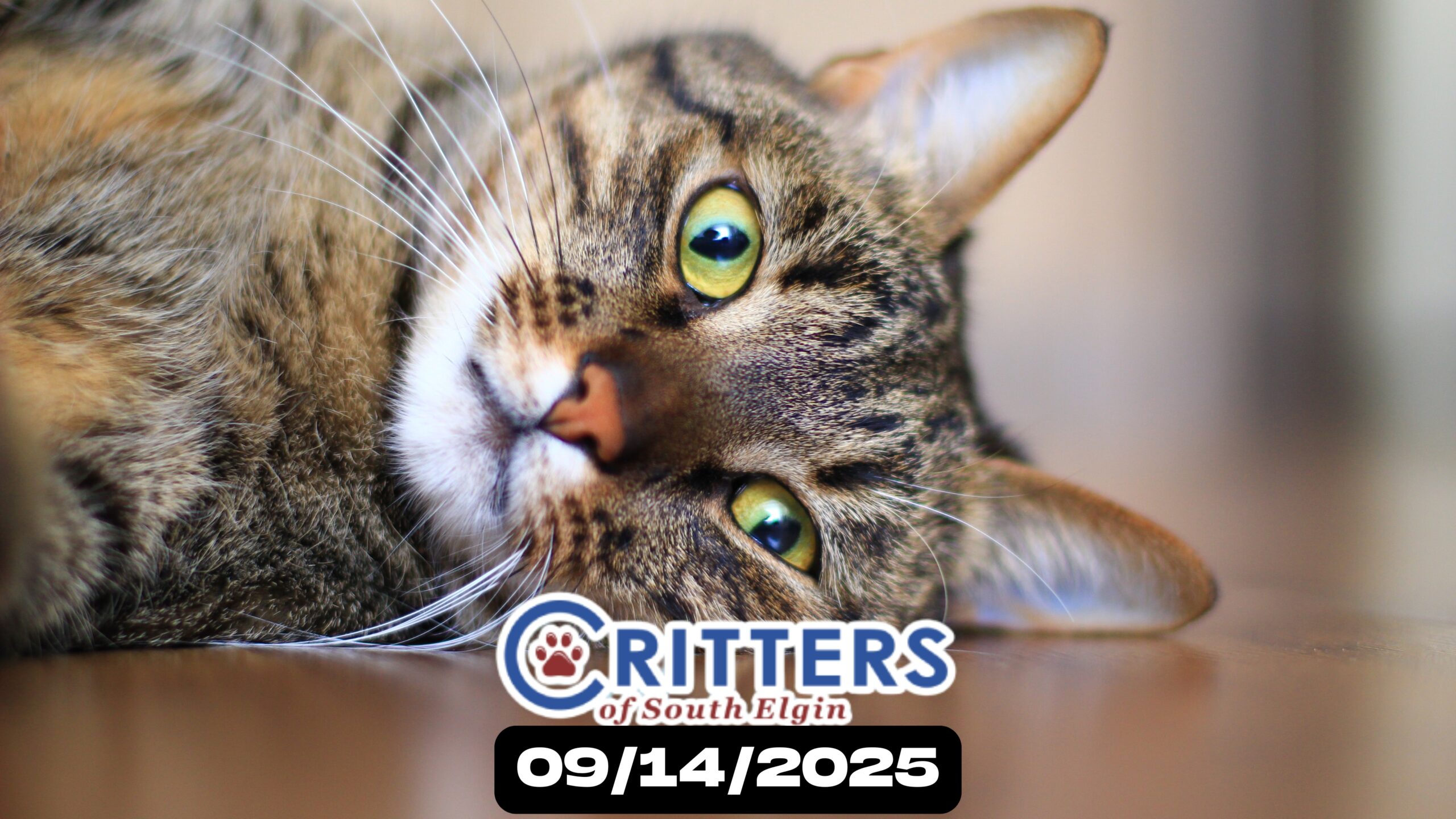 Remember & Renew: Pet Memorial Day Adoption