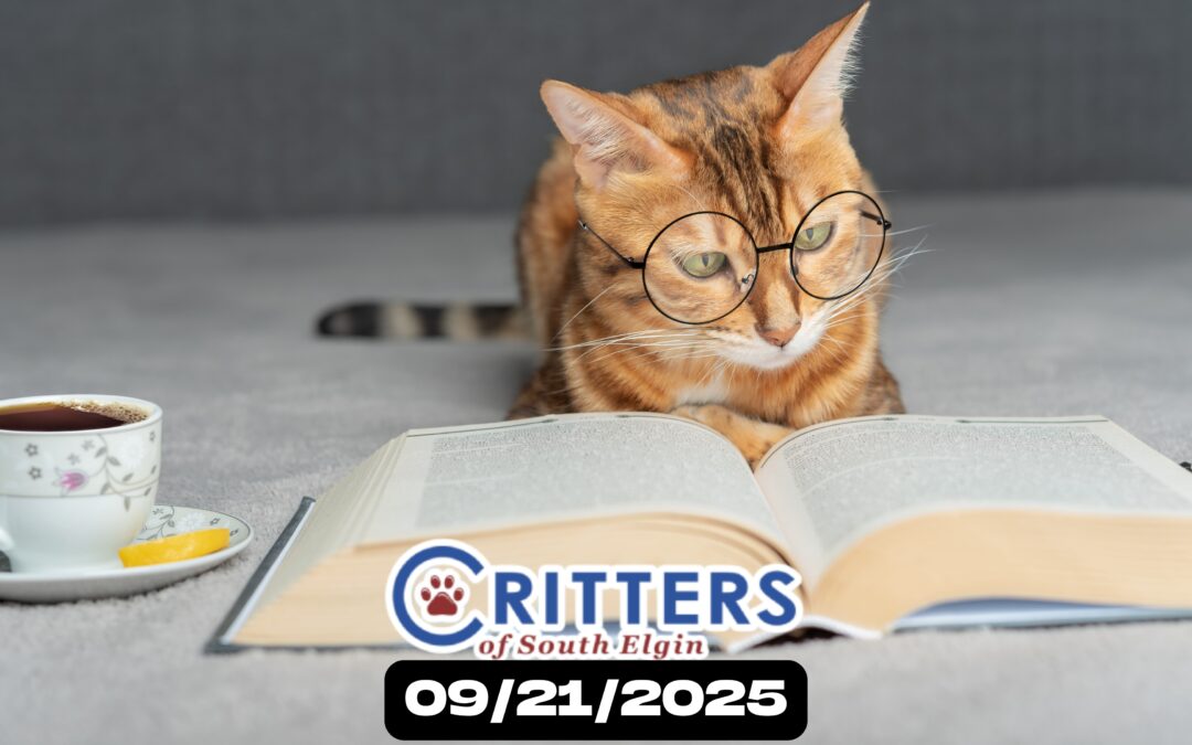 Smart Start Sunday” (Responsible Pet Ownership Weekend)