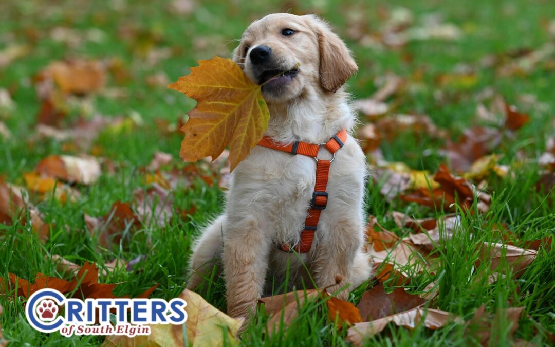 What to Know About Seasonal Shedding & Grooming in Fall
