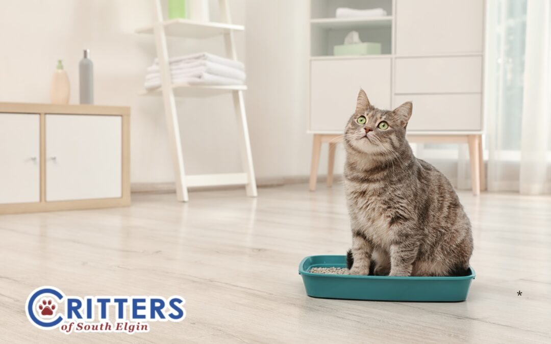 5 Reasons Your Cat Might Stop Using the Litter Box