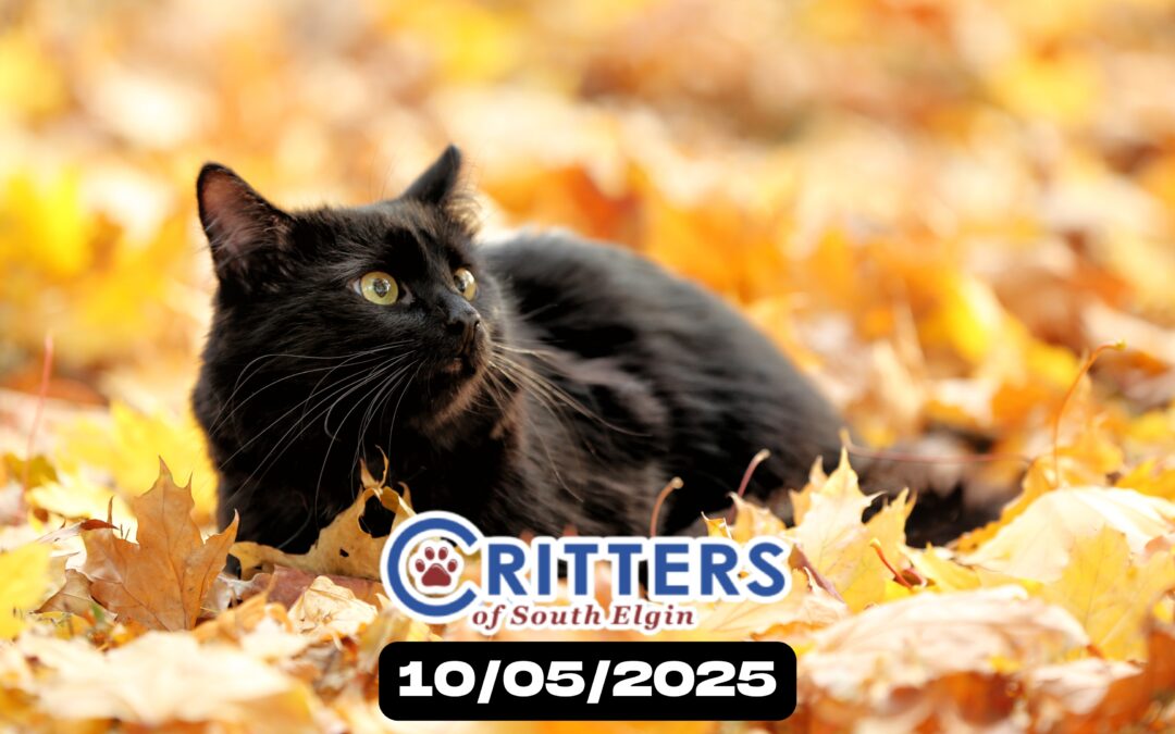 Fall for a Feline Kickoff