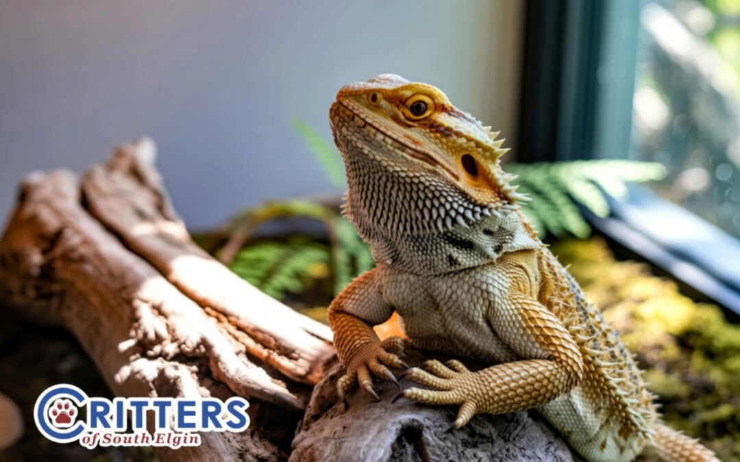 Guide to Reptile Terrariums: Lighting, Heating & Maintenance Basics
