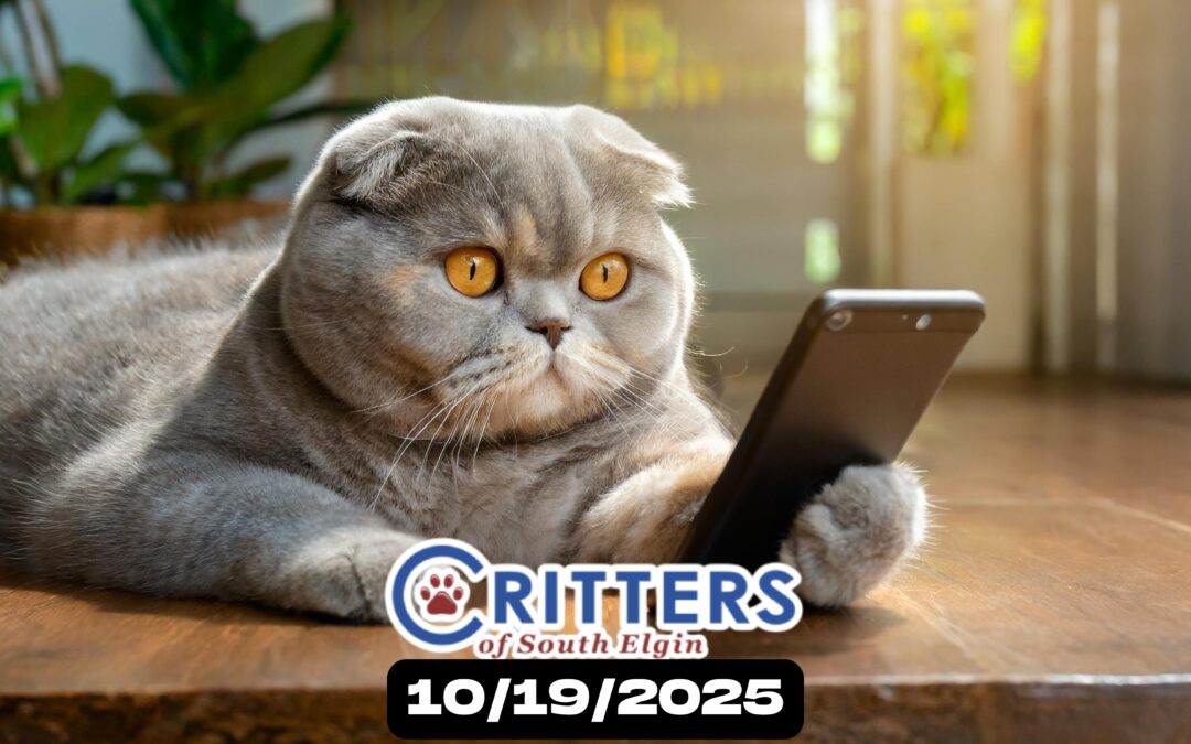 Senior Sunday & Quiet Companions