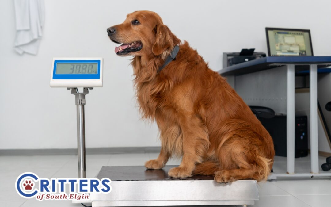 Signs Your Pet Might Be Overweight (and What To Do About It)