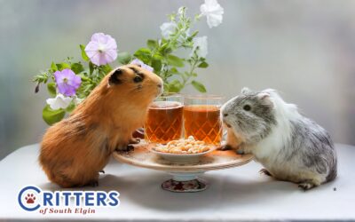 Small Animal Spotlight: Best Bedding & Habitat Tips for Guinea Pigs