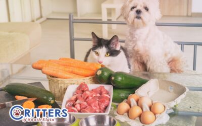Toxic Foods for Pets in Your Kitchen