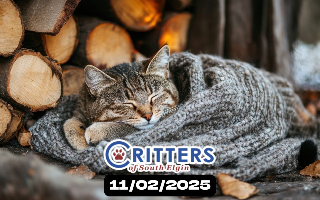 Cozy Companions Kickoff