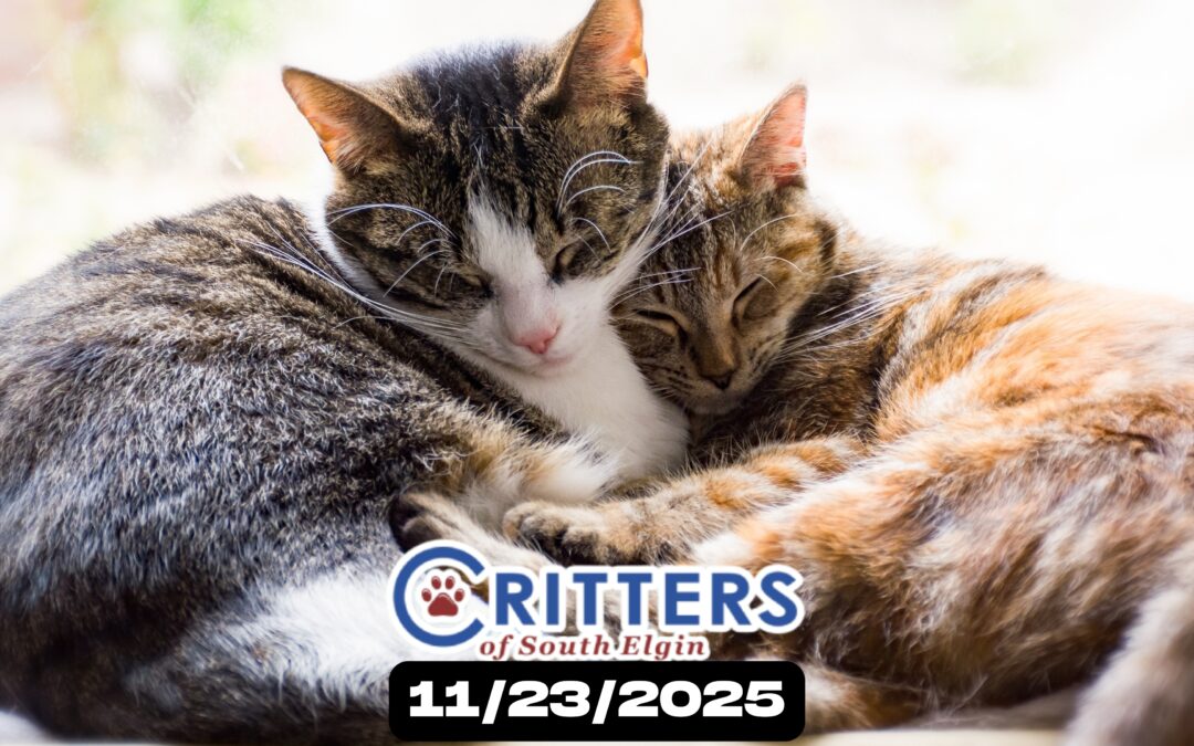 Friendsgiving Felines