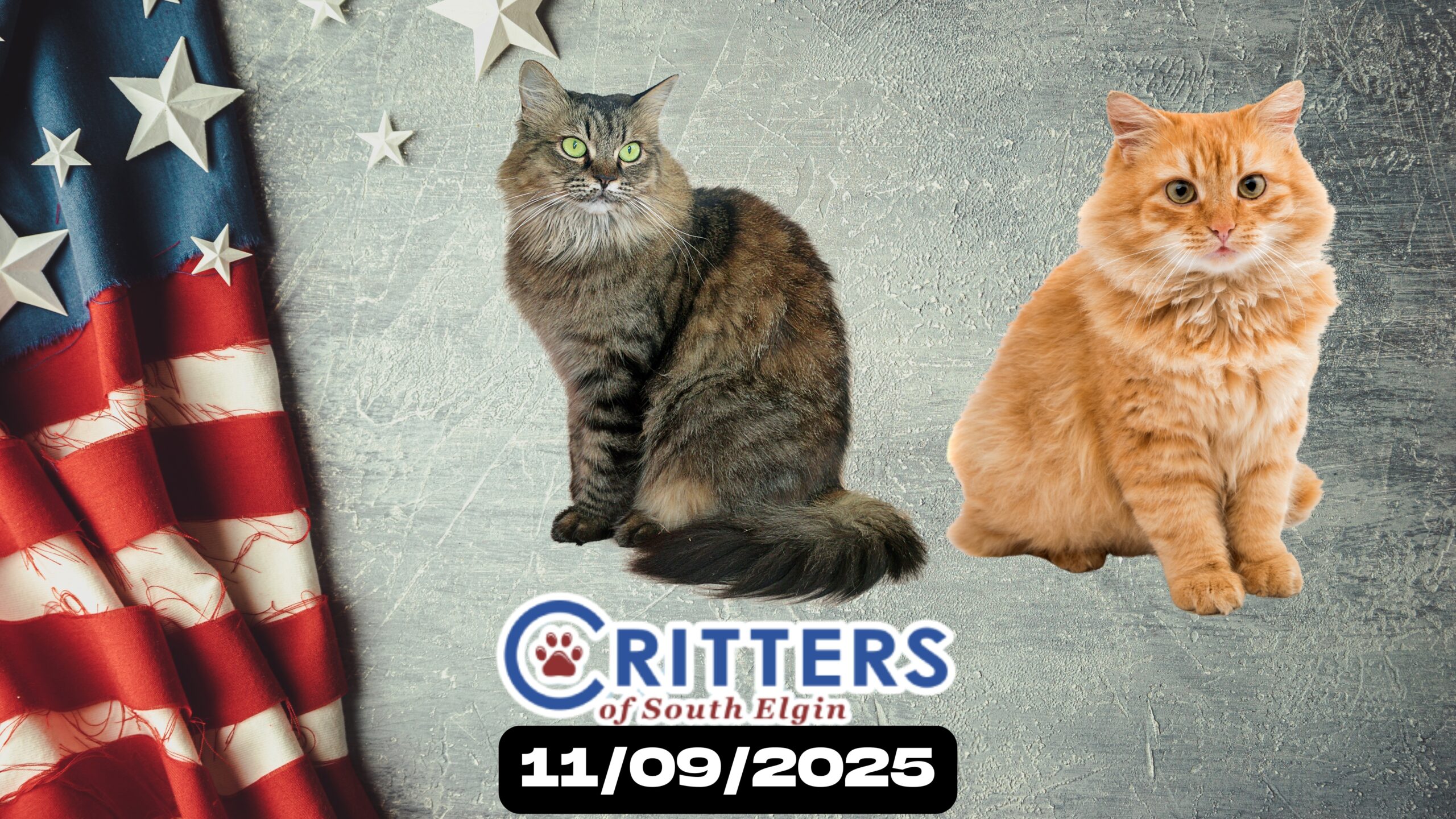 Heroes & Housecats Adoption Event