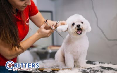 Seasonal Grooming: Preparing Your Pet’s Coat for Winter