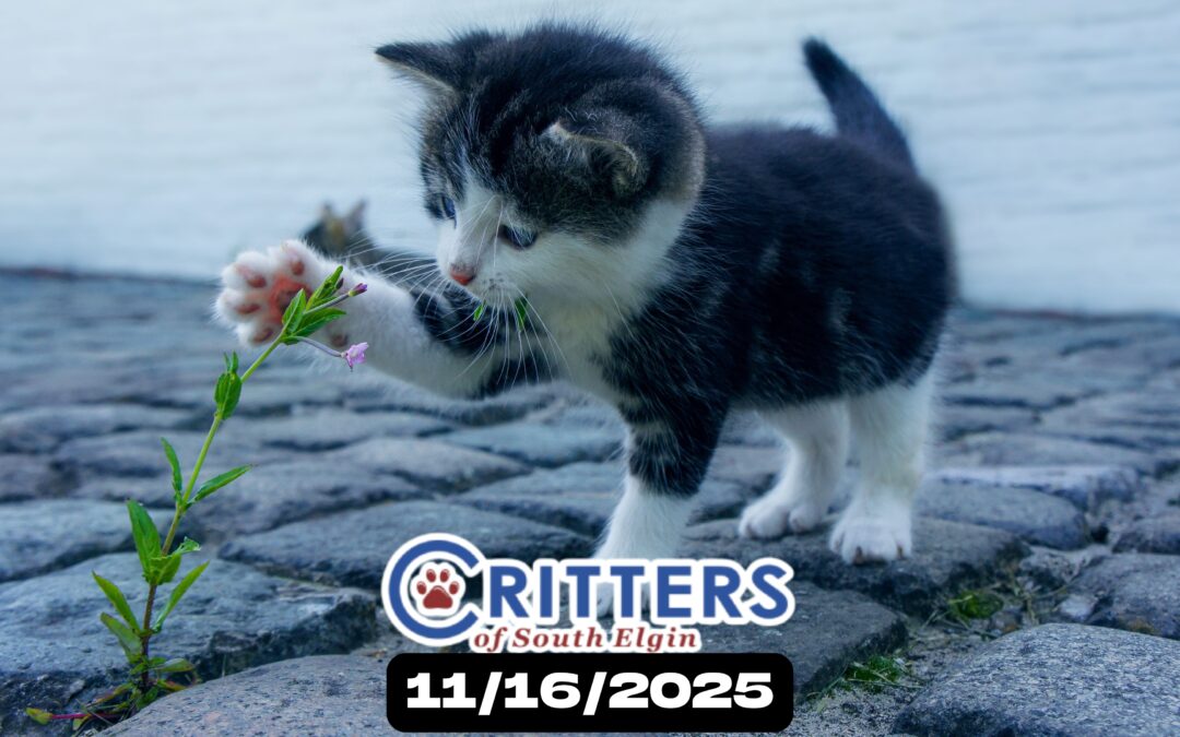 Thankful Hearts Adoption Day