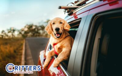 Travel with Pets: Tips for Stress-Free Journeys