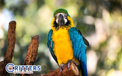 Helping Your Pet Birds Stay Healthy and Happy During Winter