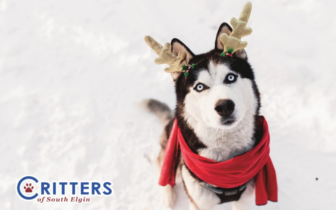 Pet-Proofing Your Home for the Holidays: Safety Tips for Festive