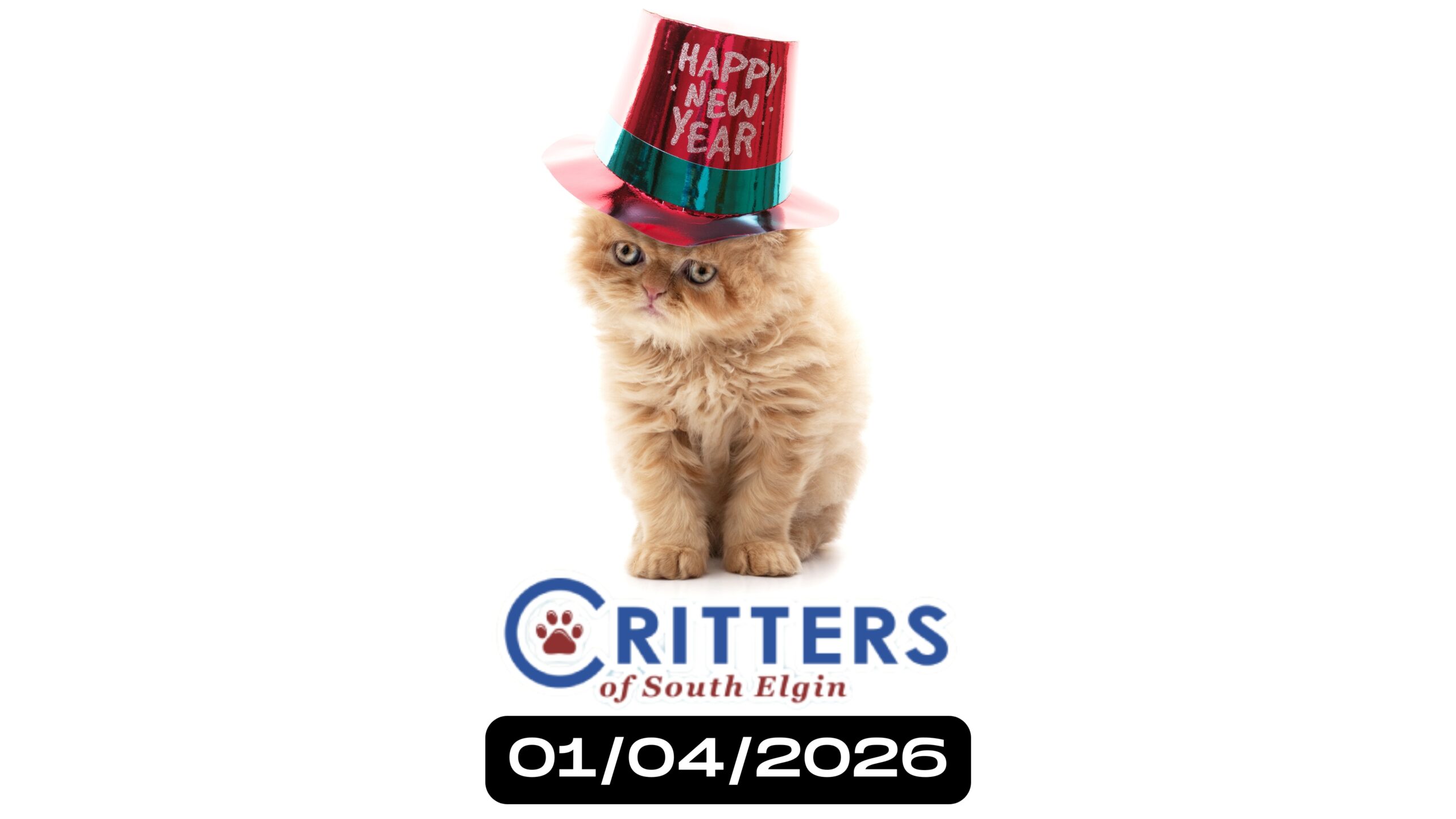 New Year, New Meow Adoption Day