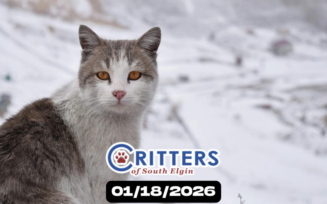 Snow Day Snuggle Squad