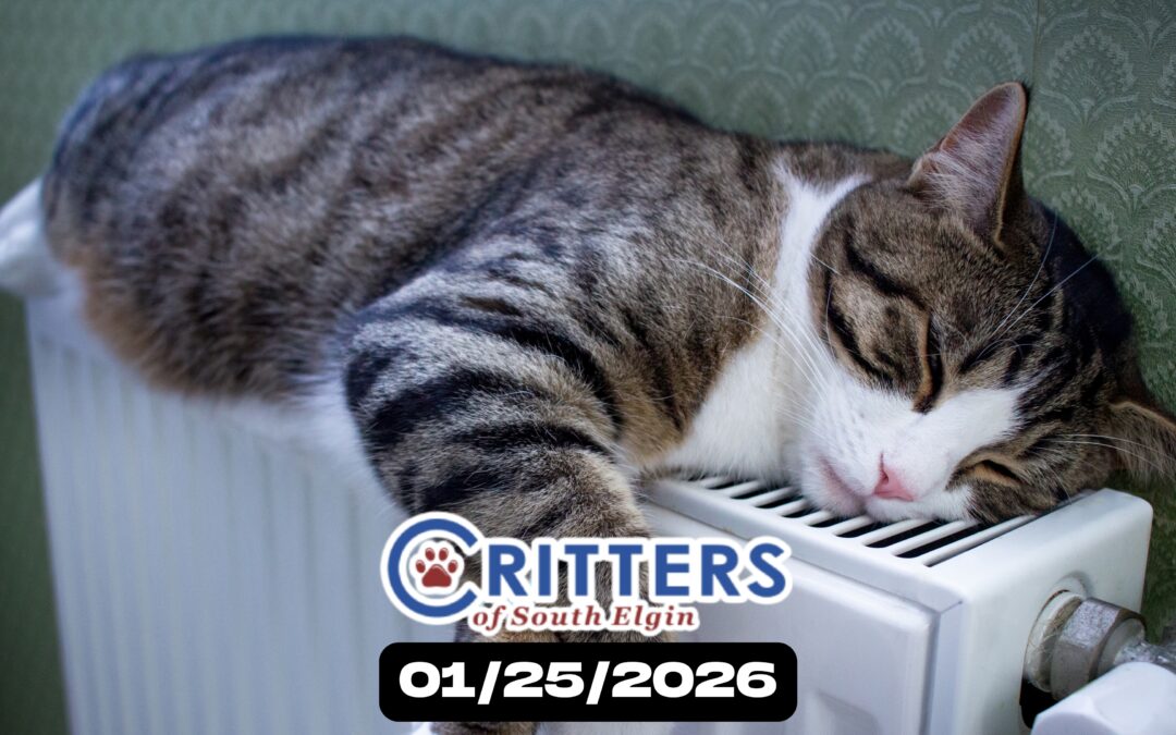 Warm Hearts Adoption Sunday