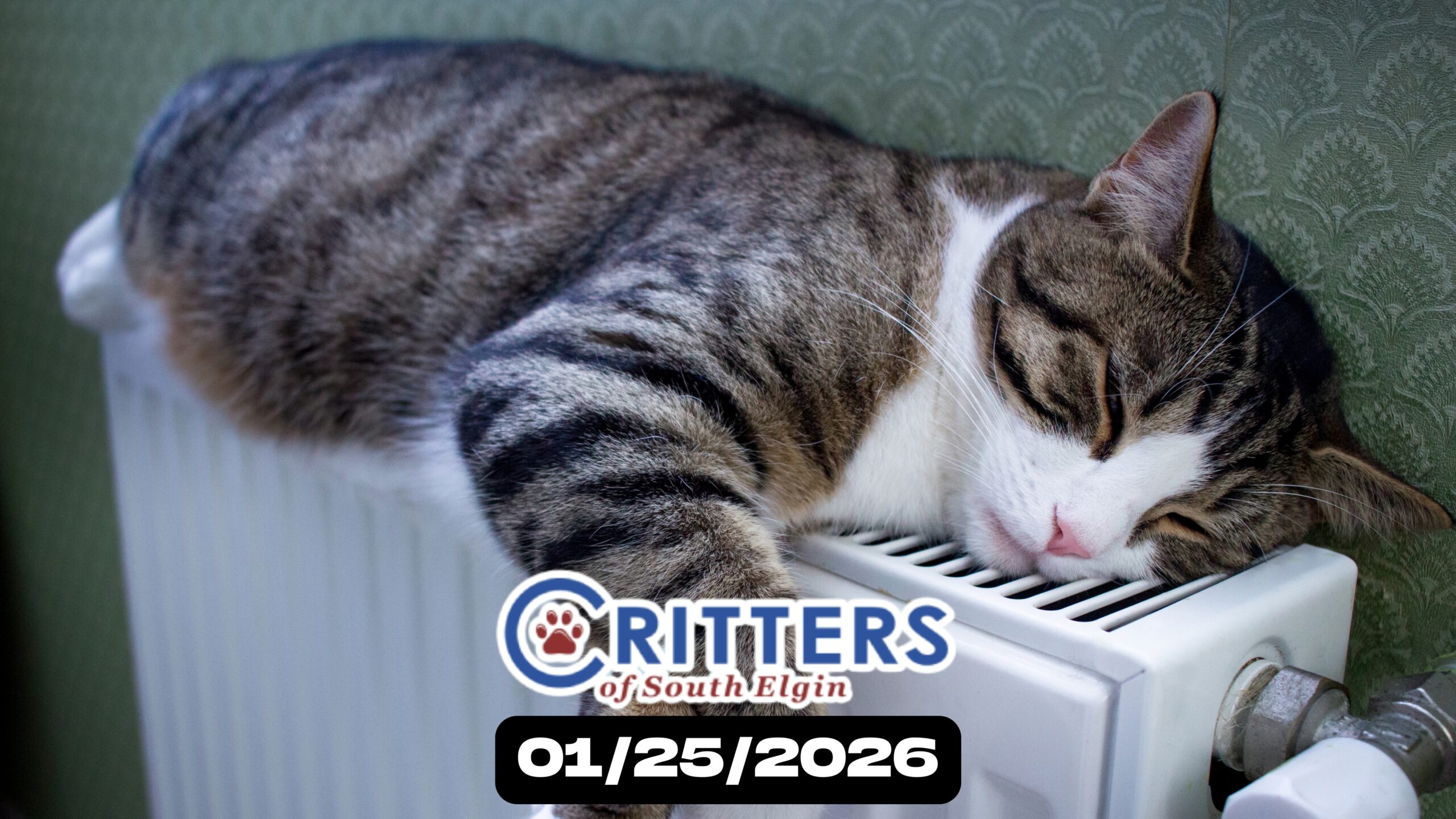 Warm Hearts Adoption Sunday