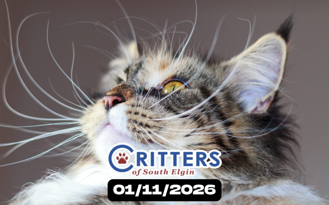 Winter Whiskers Adoption Day