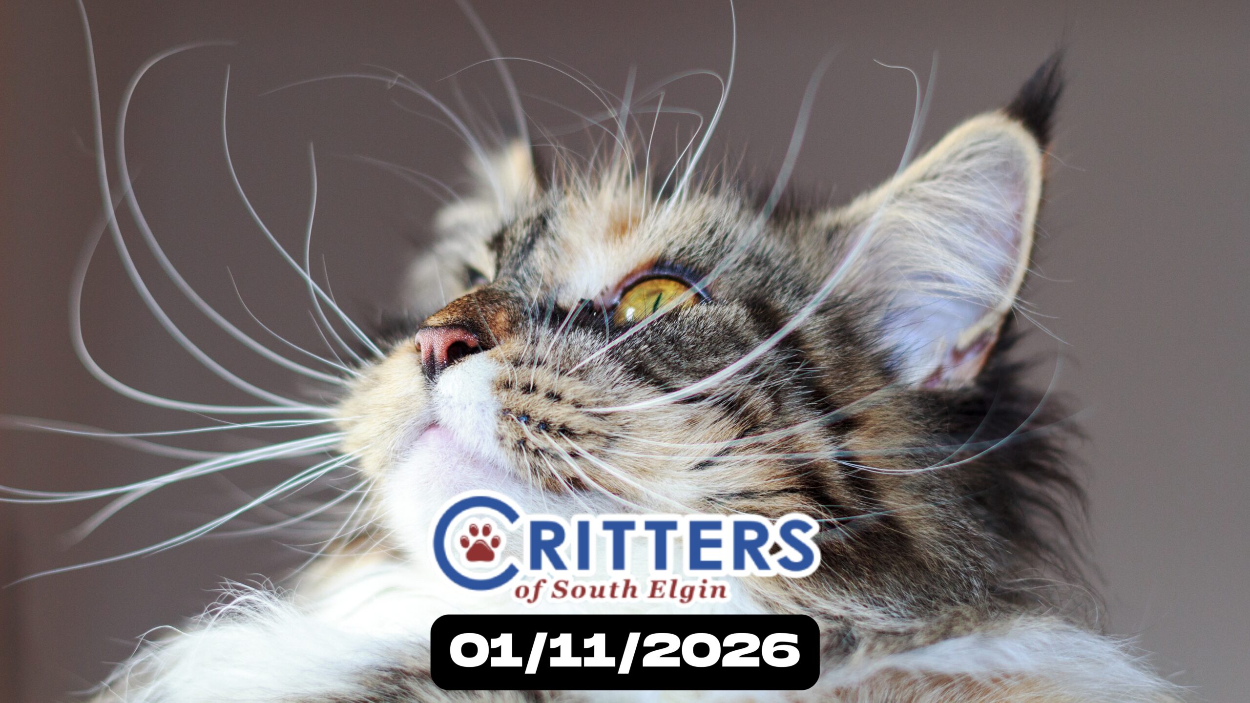 Winter Whiskers Adoption Day