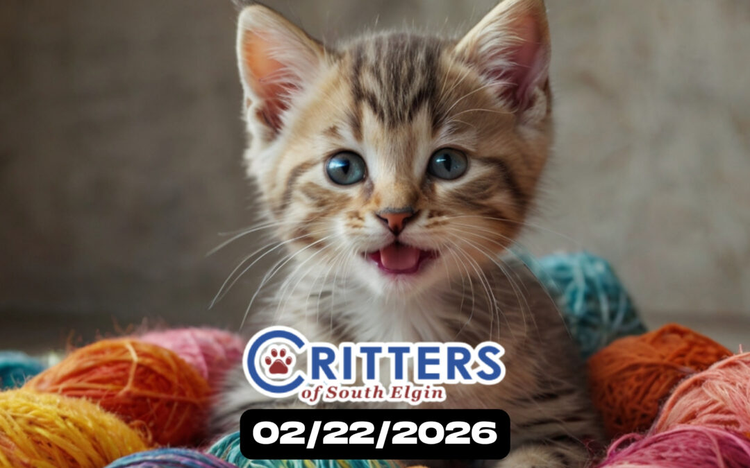 Furever Friends February Finale