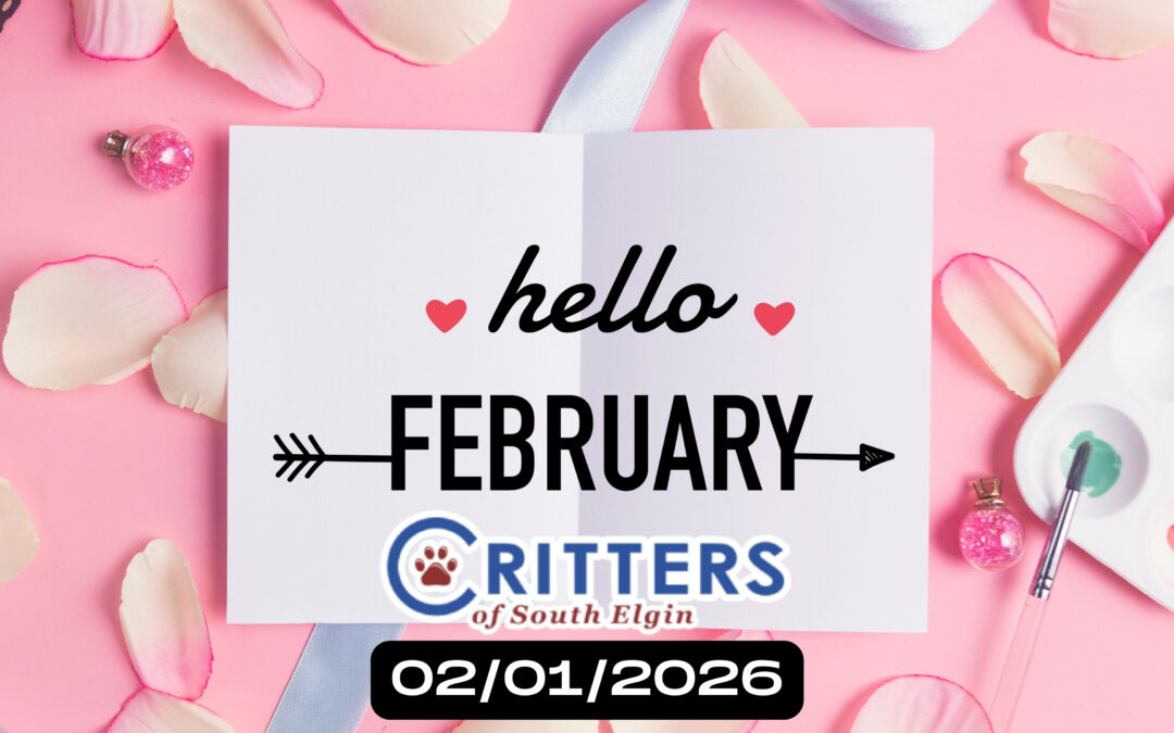 Furry February Kickoff: Find Your New Best Friend