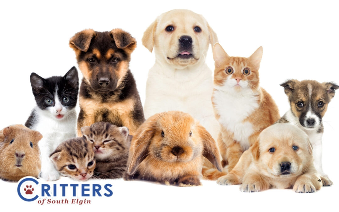 How to Manage Your Pet’s Dry Skin in the Winter