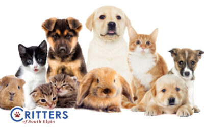 How to Manage Your Pet’s Dry Skin in the Winter