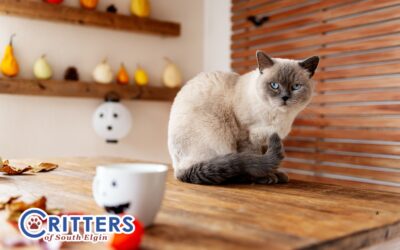 How to Spot Seasonal Blues in Pets and What to Do About It