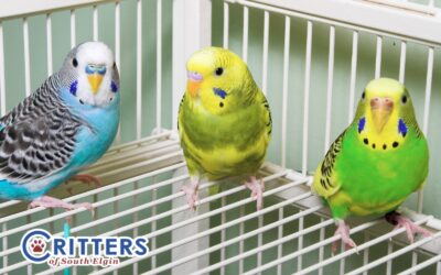 Keeping Birds and Reptiles Warm During Extreme Cold