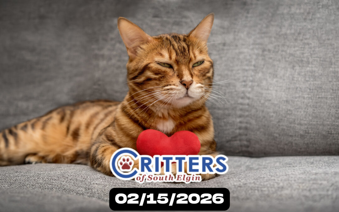 Love Is Still in the Air Adoption Day