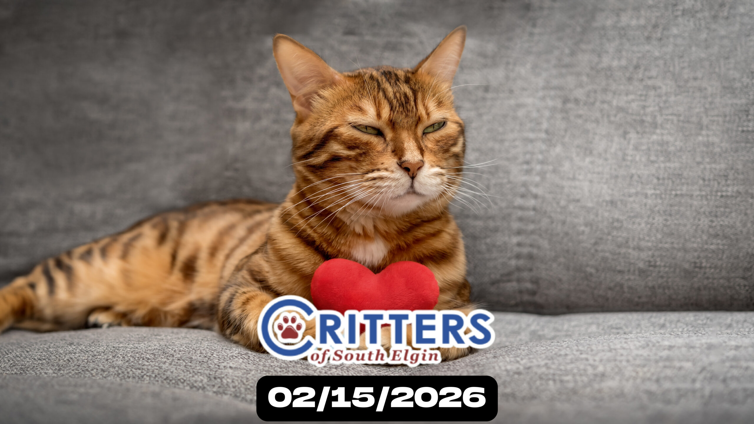 Love Is Still in the Air Adoption Day